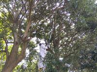 カラスが飛び回る中の作業でした。