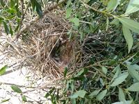 立派な巣でしたが今度は人のいない所に作ってね。