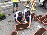 一つのプランターに３つの苗を植えます。