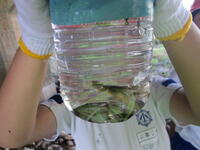 うなぎや鮎もいたよ。