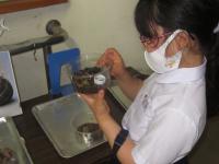 ダンゴムシの赤ちゃん、どこかなあ? ダンゴムシの赤ちゃん、どこかなあ?