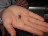 米つぶのようなダンゴムシの赤ちゃん、かわいいです! 米つぶのようなダンゴムシの赤ちゃん、かわいいです!