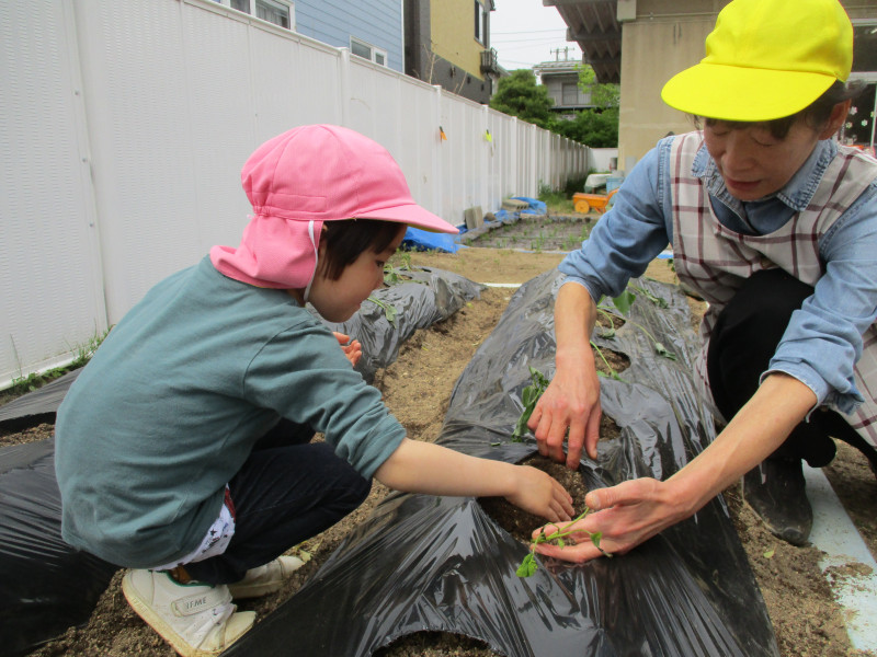 IMG_さつまいも１