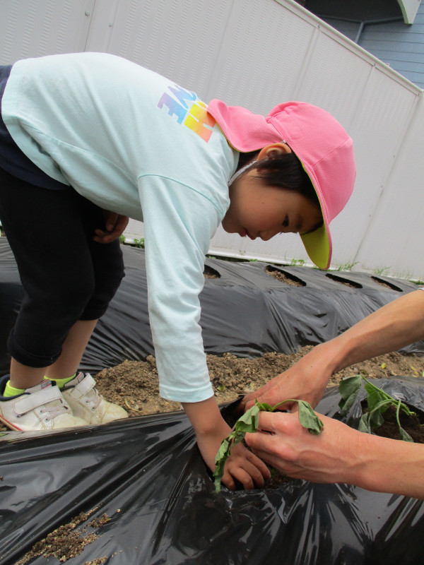 IMG_さつまいも２