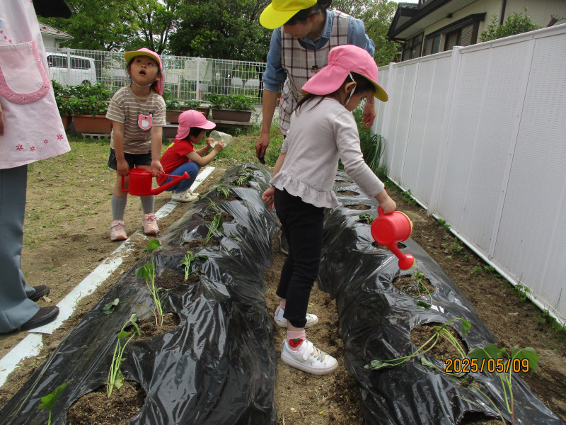 IMG_さつまいも３