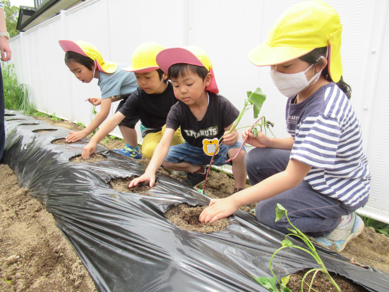 IMG_さつまいも２(1)