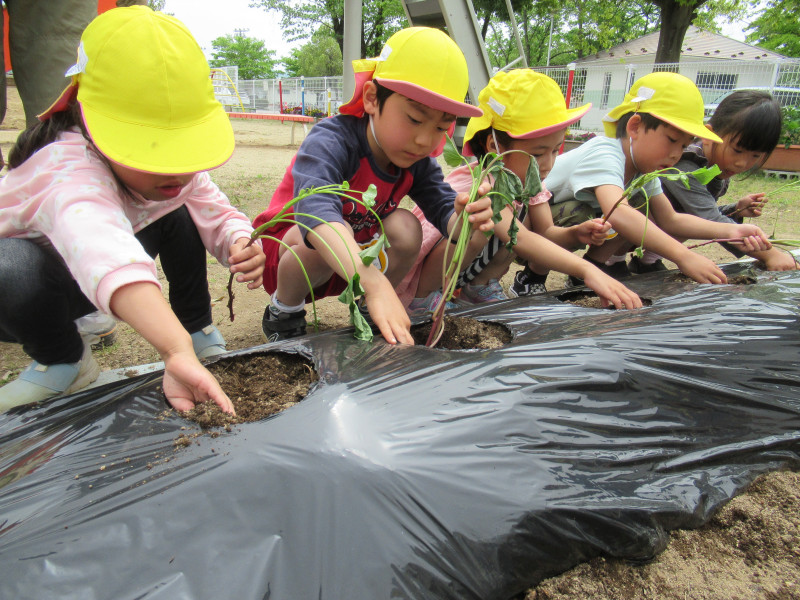 IMG_さつまいも３(1)