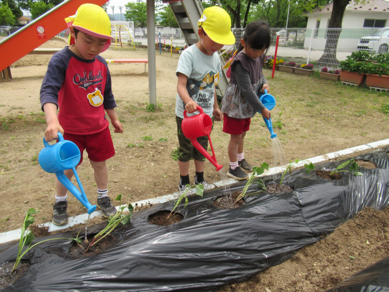 IMG_さつまいも４