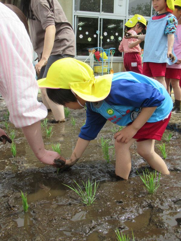 IMG_田植え３
