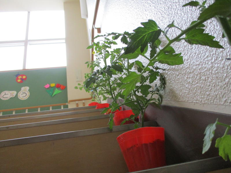 ２年生はトマトの苗を植えました
