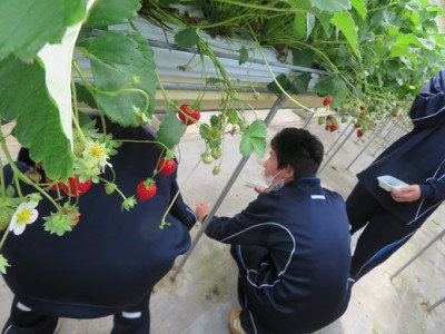 校外学習1年いちご