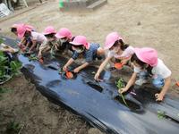 年長（ちゅうりっぷ組）