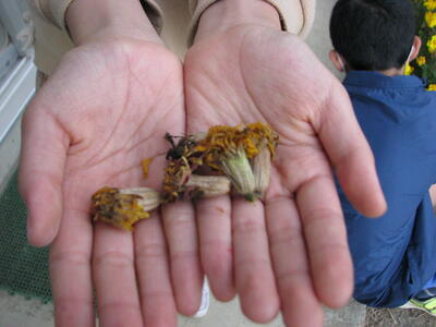 しっかりと種がつまっています