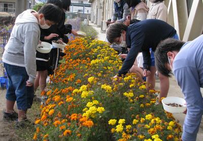 花の株をよく世話してくれました