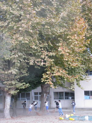 葉を落とし始めたプラタナス