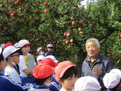 佐藤りんご園さんにお世話になりました。