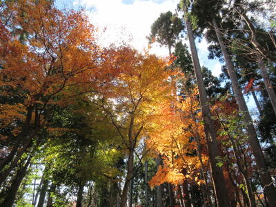 日差しに紅葉が映えていました