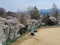 校庭東側土手の桜