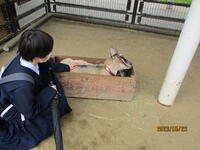 D班八木山動物園にてヤギと触れ合う
